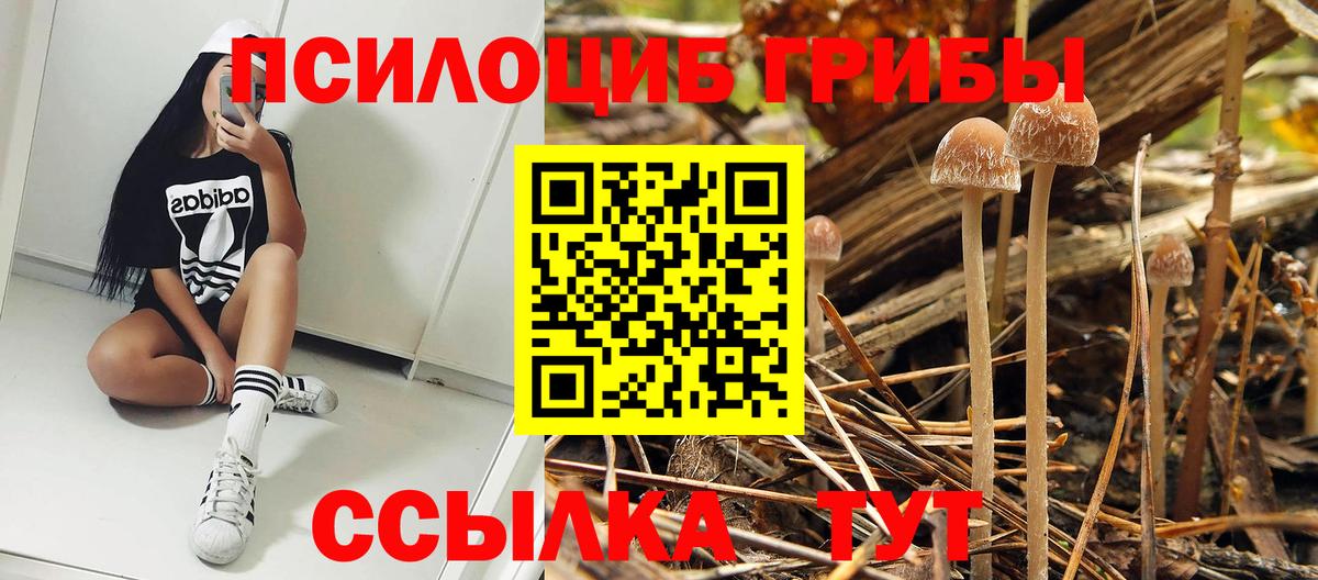 Чернушка  Псилоцибиновые грибы прущие грибы  Вход с VPN 