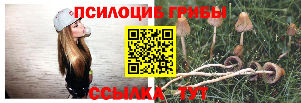 Галлюциногенные грибы Psilocybe Чернушка